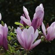 Саженец магнолии гибридной Джордж Генри Керн в контейнере